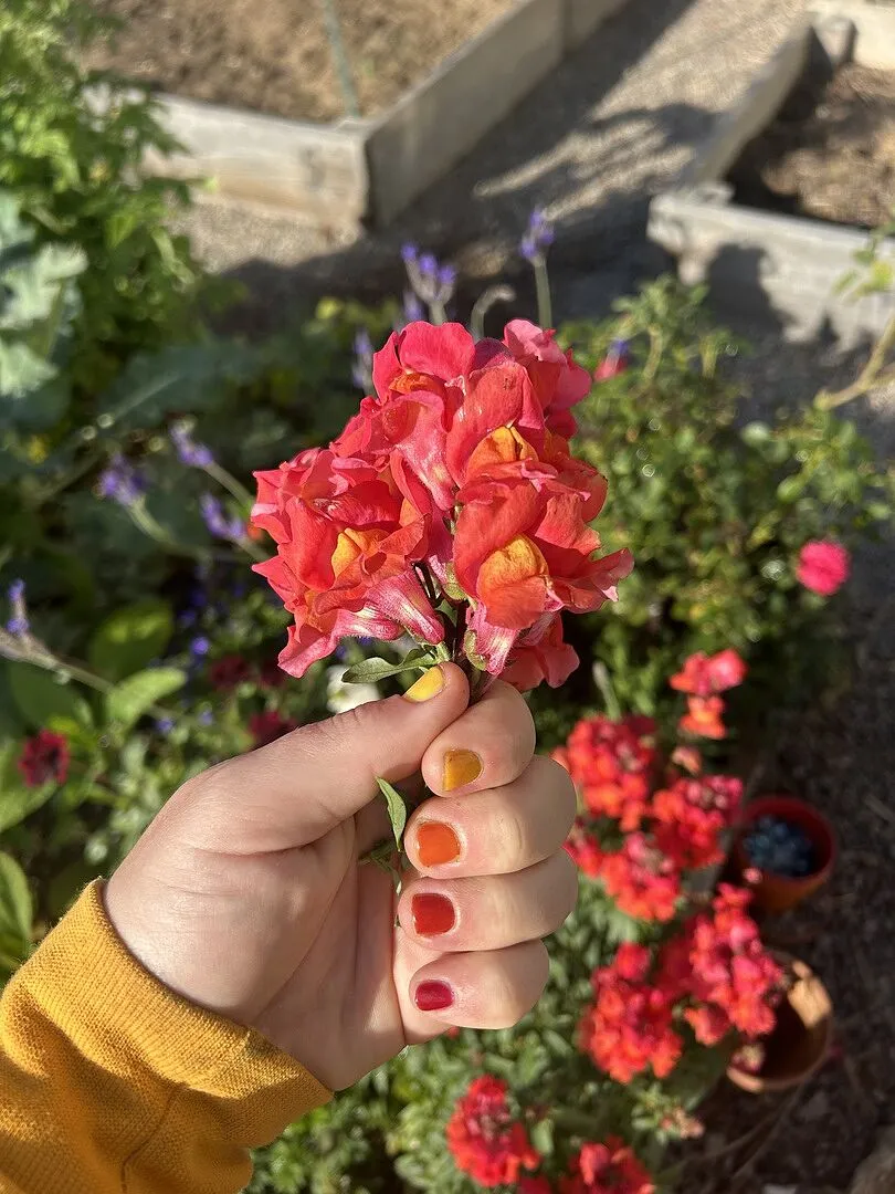 Cirque Colors Bitten Jelly nagellack jelly magenta