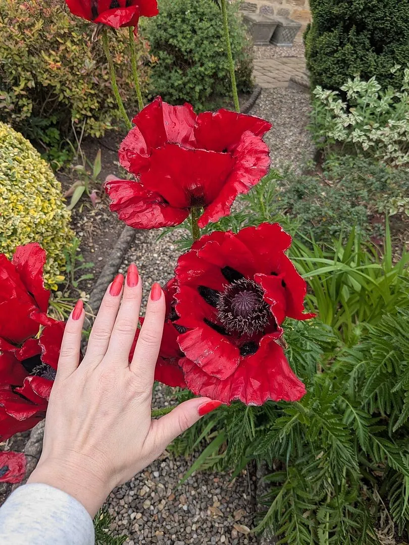 Cirque Colors Poppy Jelly nagellack röd jelly glans