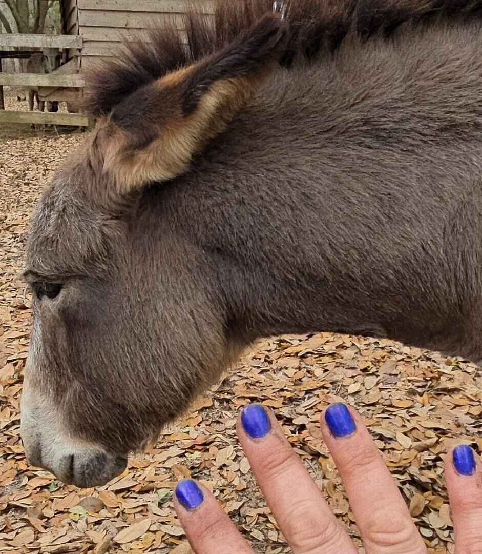 Cirque Colors Midsummer Night nagellack blå skimmer