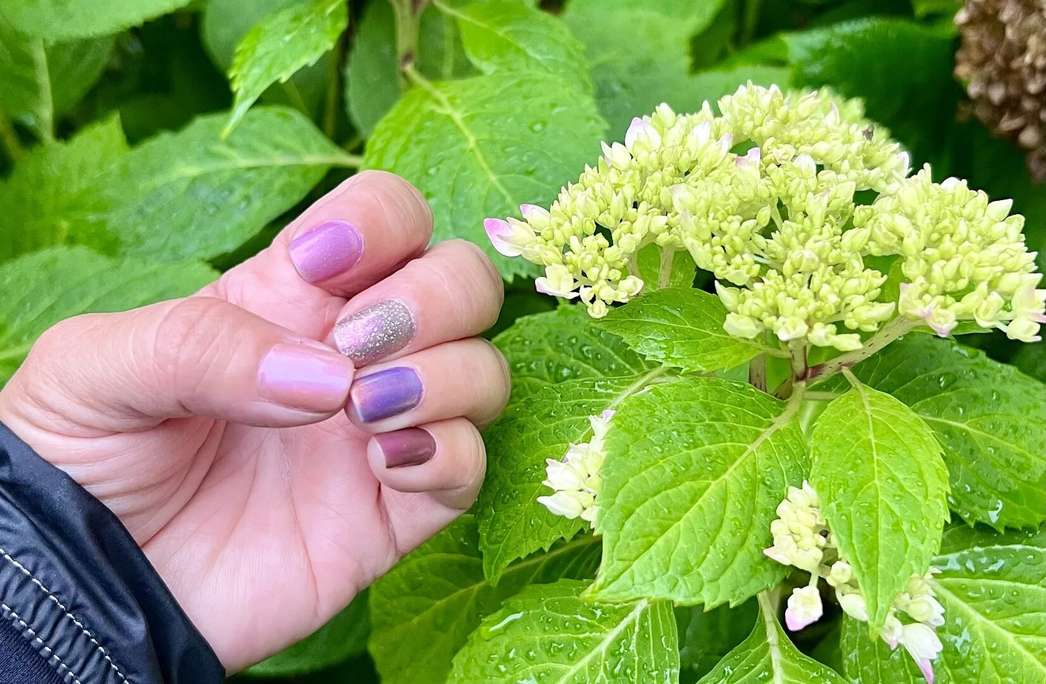 Cirque Colors Reverie nagellack mauve hologlitter