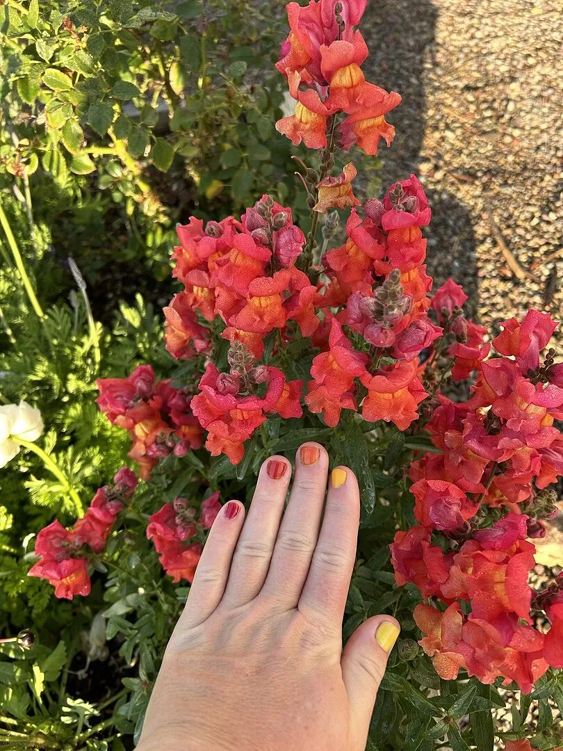 Cirque Colors Mango Jelly nagellack transparent gulorange